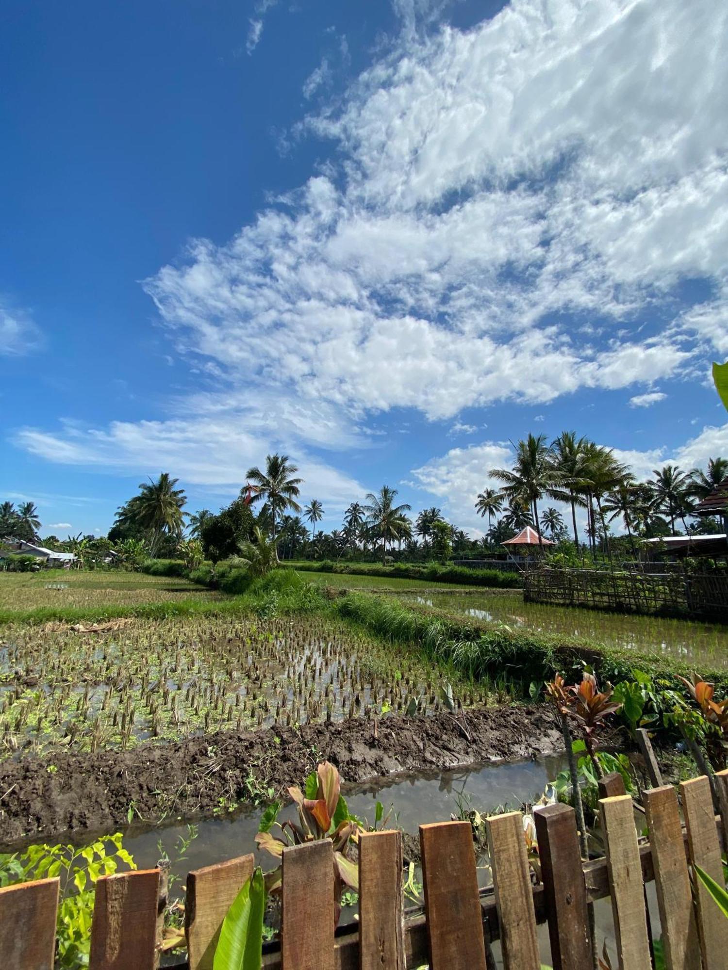 Alfarizi Homestay Tetebatu Buitenkant foto